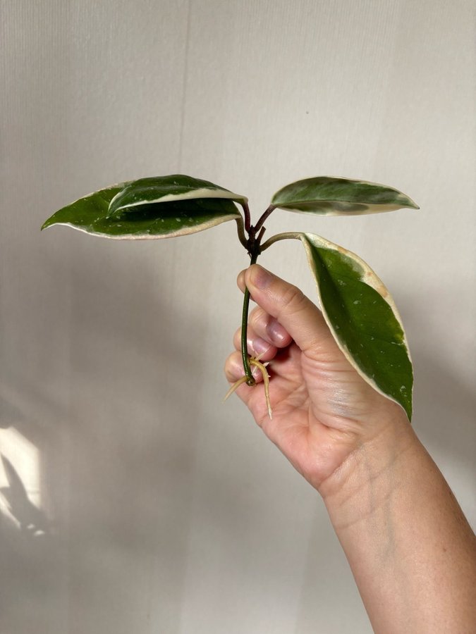 1 st Rotad stickling Hoya Krimson queen