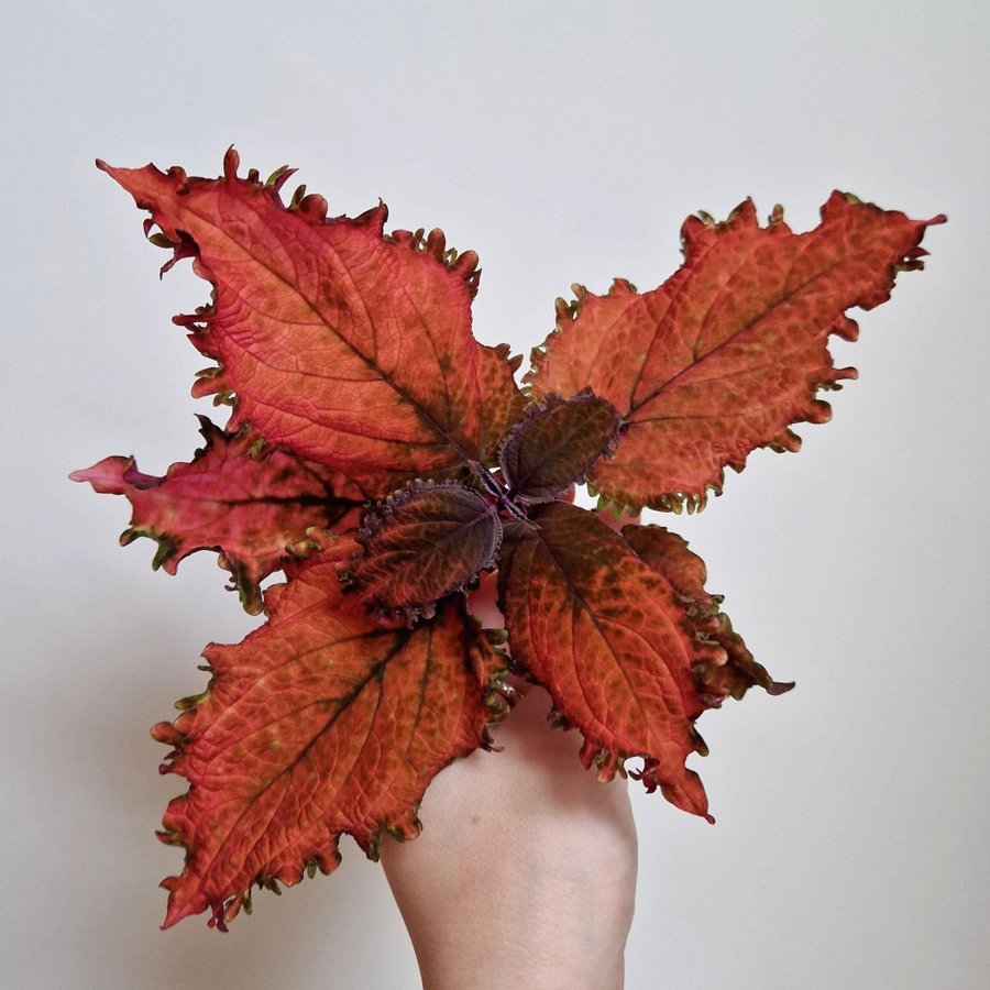 Palettblad/coleus • NN QUEENIE • stickling