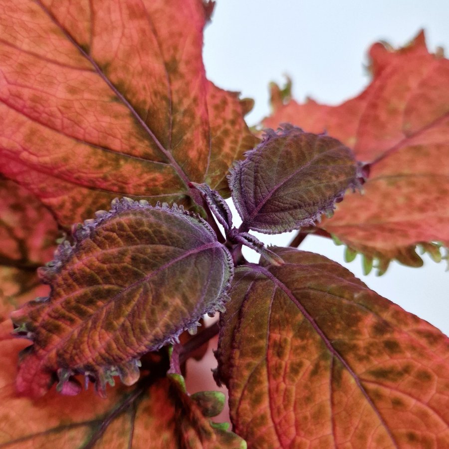 Palettblad/coleus • NN QUEENIE • stickling