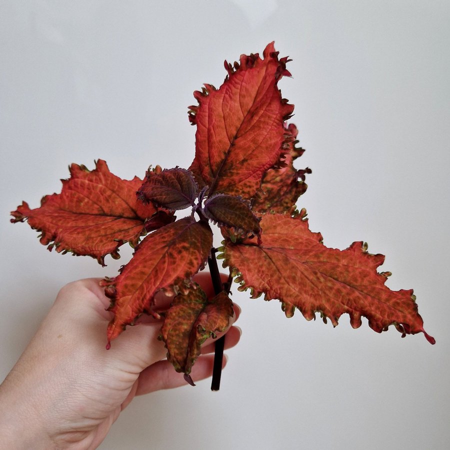 Palettblad/coleus • NN QUEENIE • stickling