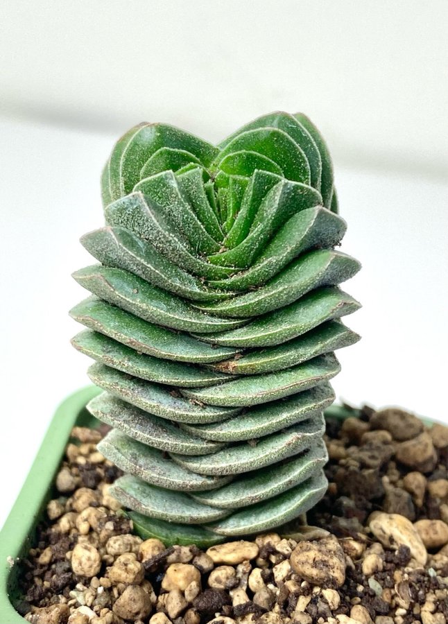 Crassula “Buddha’s Temple"