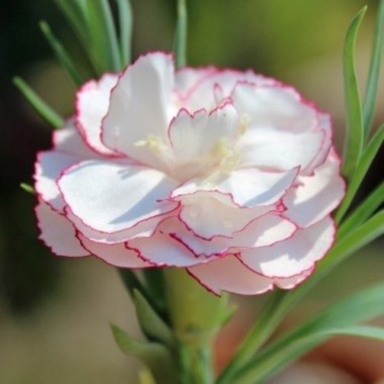 Nejlika Raspberry Ripple (Dianthus caryophphyllus)