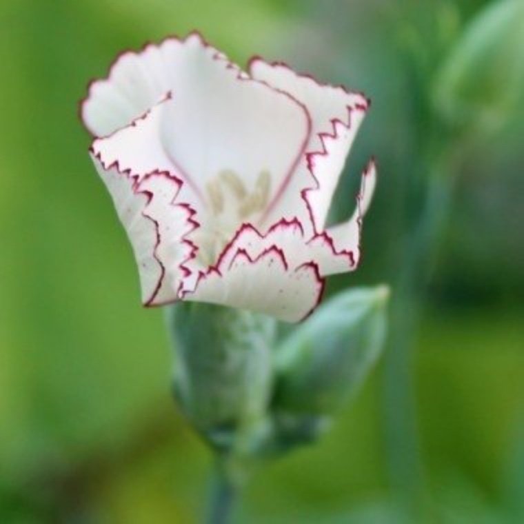 Nejlika Raspberry Ripple (Dianthus caryophphyllus)