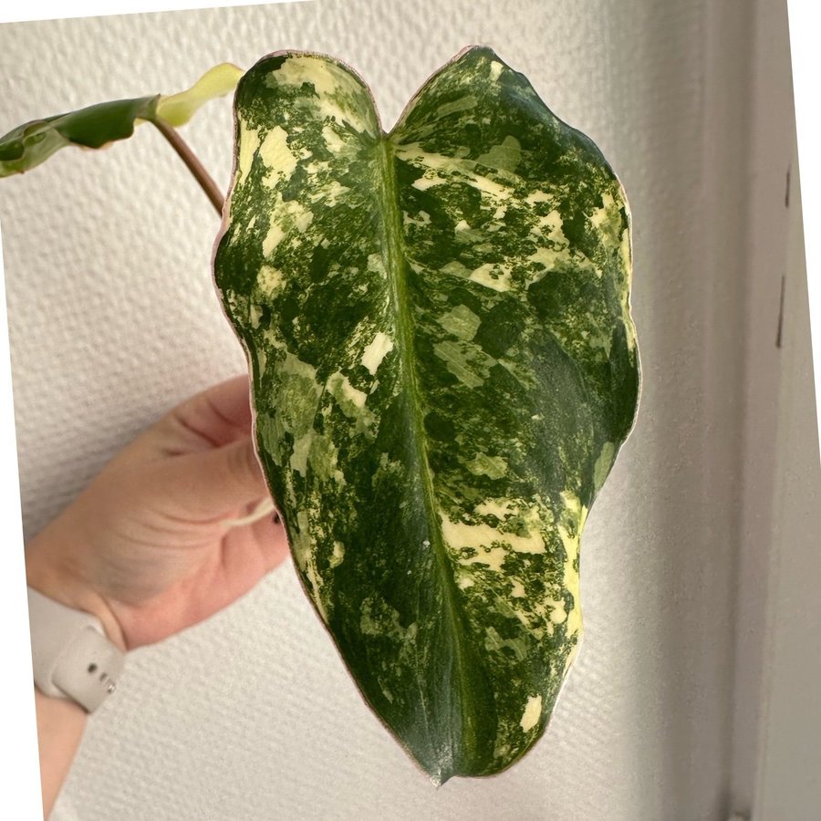 Philodendron Burle Marx Variegata stickling