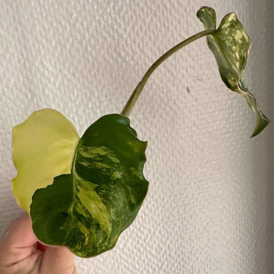 Philodendron Burle Marx Variegata stickling