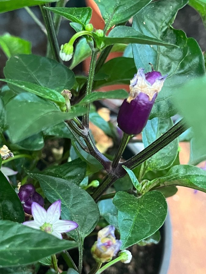 LILA CHILIPEPPAR 'PURPLE THAI' , ca 10 frön