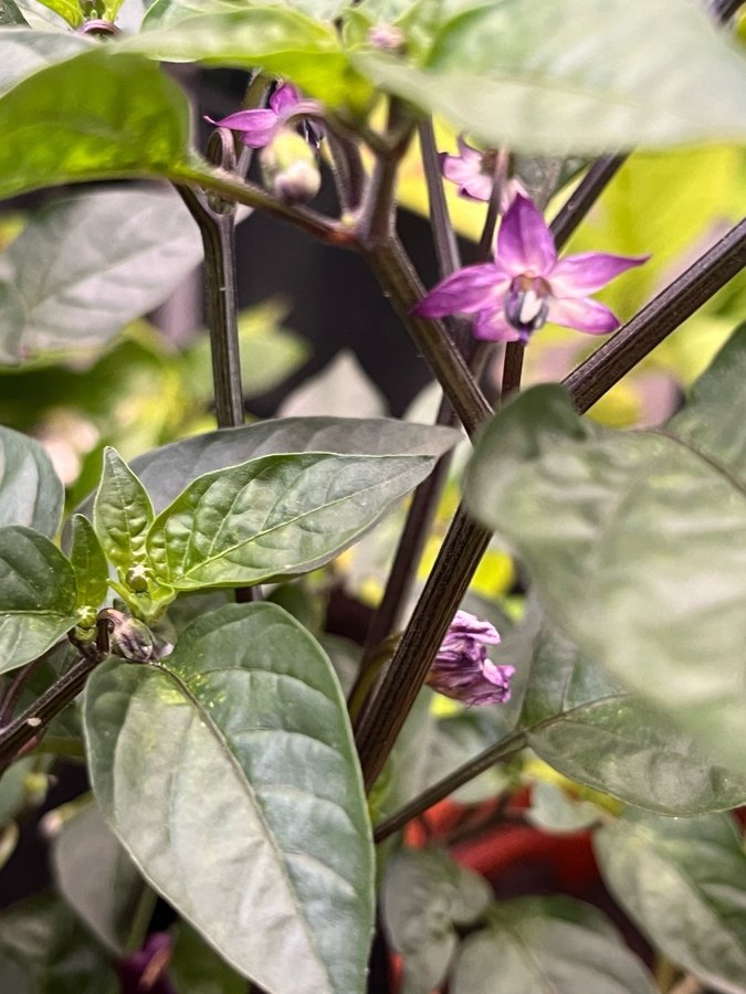 LILA CHILIPEPPAR 'PURPLE THAI' , ca 10 frön