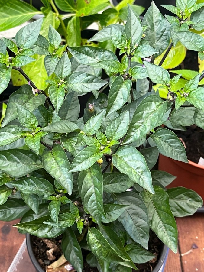 LILA CHILIPEPPAR 'PURPLE THAI' , ca 10 frön