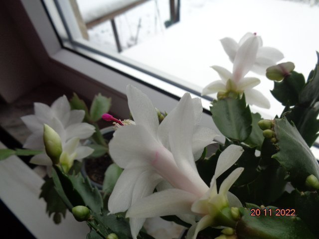 Novemberkaktus.Schlumbergera ''White Eva' ,hybrid,stickling.