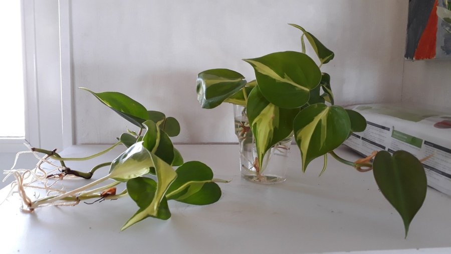 Philodendron Scandens Brazil 5 sticklingar