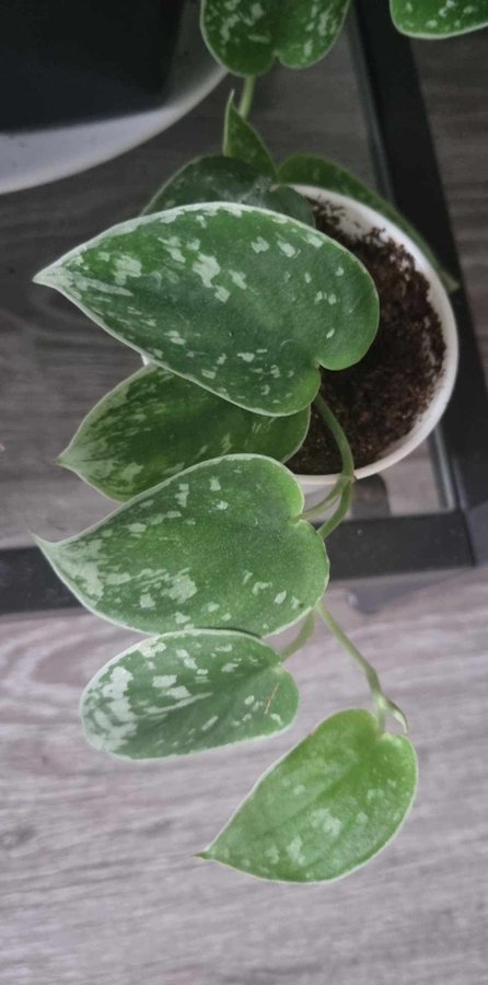 Silverpothos