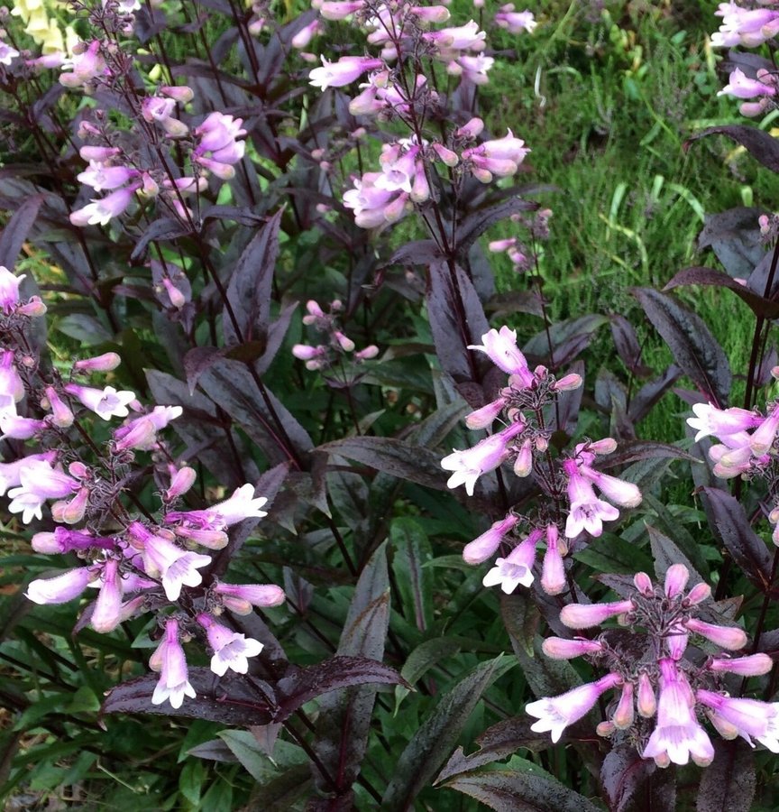 Jätte fin och Sällsynt!! Penstemon digitalis (Dark Towers)