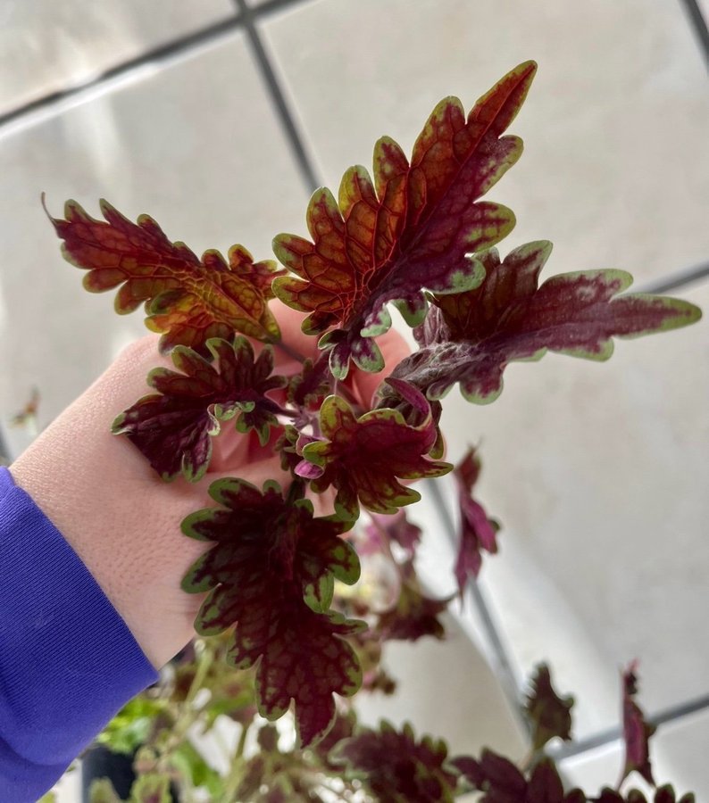 Sticklingar 2st Palettblad Coleus Theatre Velvet