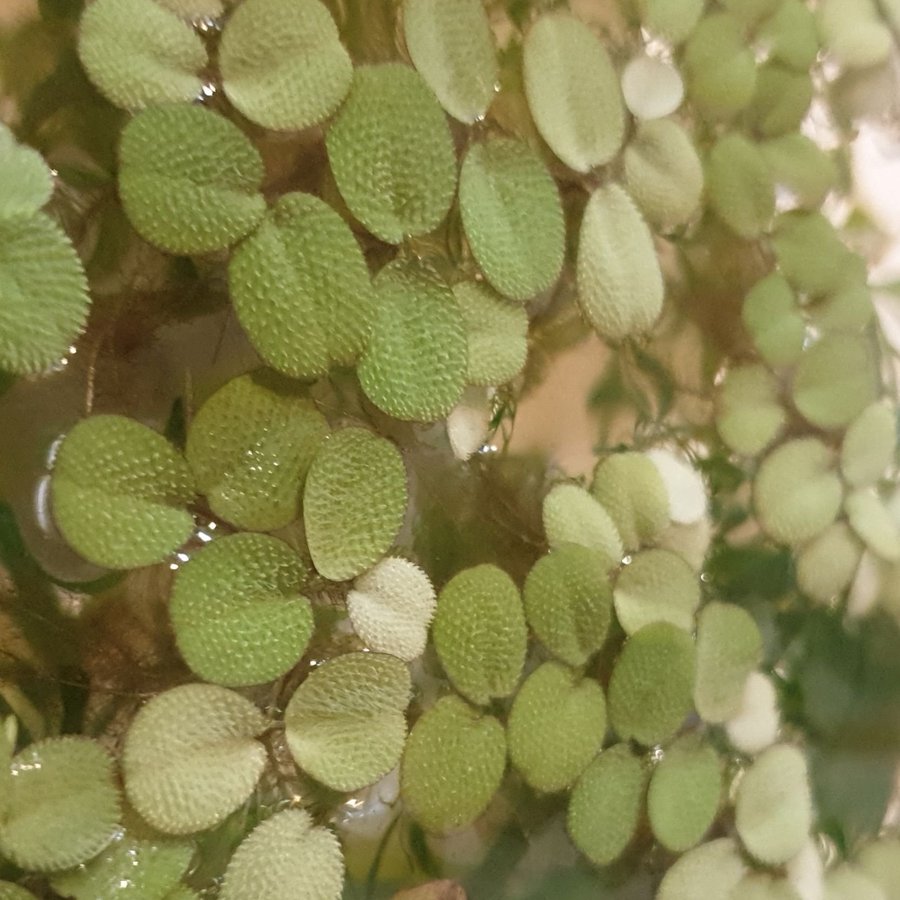 Salvinia minima