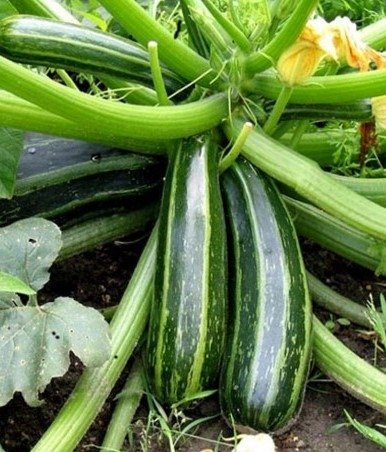 Squash Tapir, 4 frön