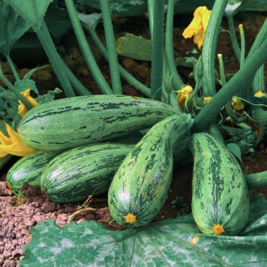 Squash Tapir, 4 frön