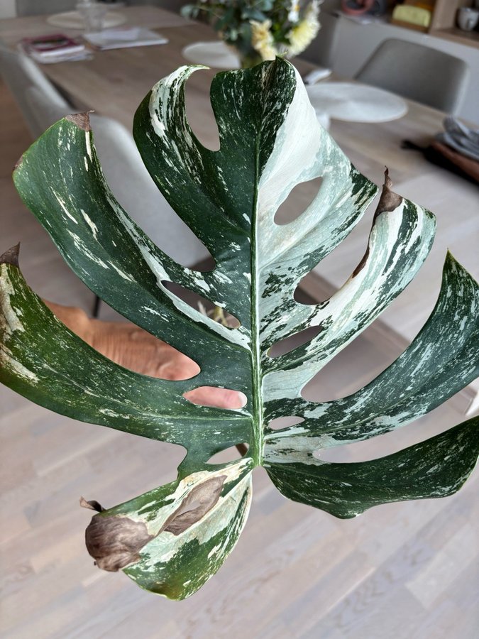 Monstera Deliciosa Albo