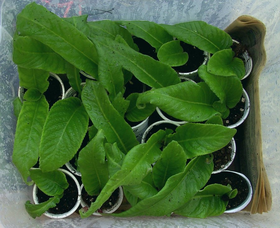 Streptocarpus newborn babies 8st +1st blommande röd