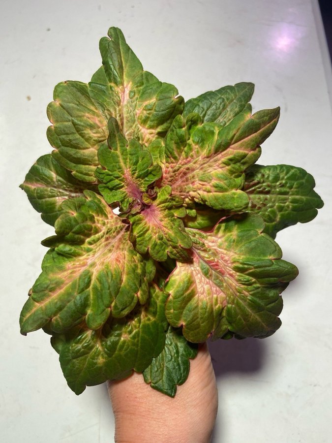 Palettblad/Coleus PINK PLOSION ovanlig sort