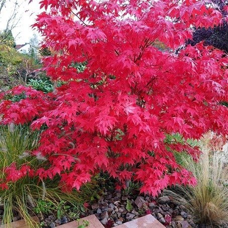 Japansk Lönn "Röd" Acer palmatum, höjd 4 m, 8 frön