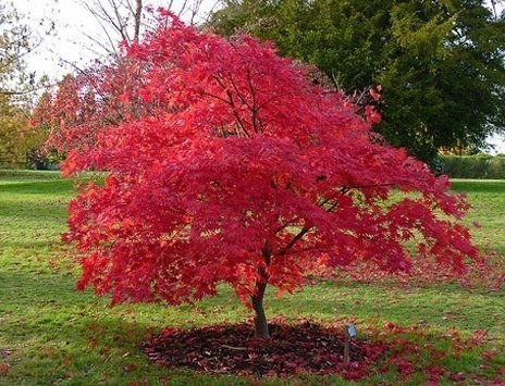 Japansk Lönn "Röd" Acer palmatum, höjd 4 m, 8 frön