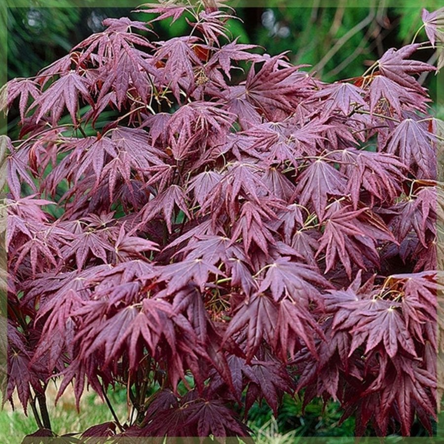 Japansk Lönn "Röd" Acer palmatum, höjd 4 m, 8 frön