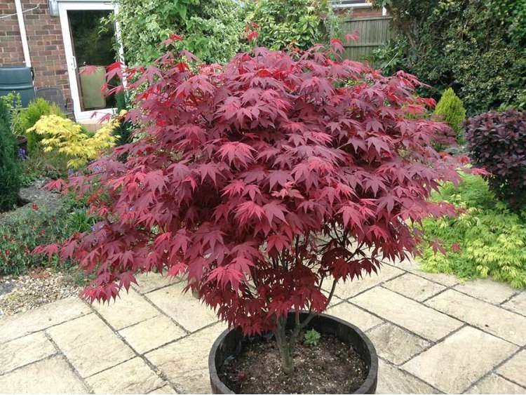 Japansk Lönn "Röd" Acer palmatum, höjd 4 m, 8 frön