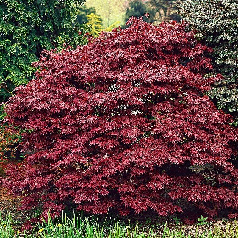 Japansk Lönn "Röd" Acer palmatum, höjd 4 m, 8 frön