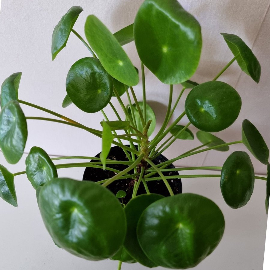 Väldigt stor planta ELEFANTÖRA pilea. D: ca 30 cm.