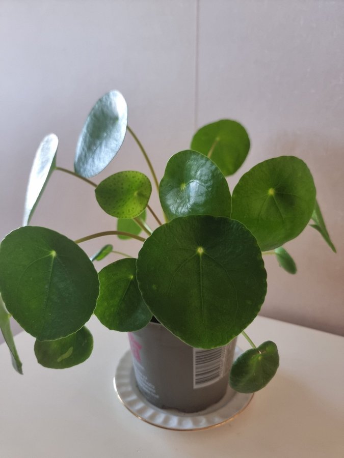 Väldigt stor planta ELEFANTÖRA pilea. D: ca 30 cm.