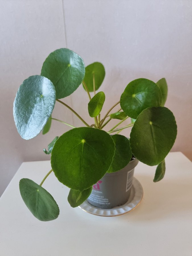 Väldigt stor planta ELEFANTÖRA pilea. D: ca 30 cm.