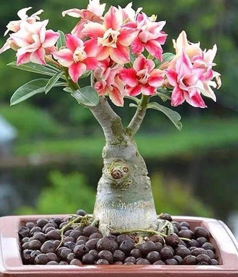 Adenium obesum tre frön