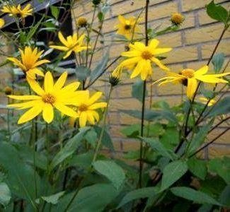 Jordärtskocka 4st knölar, Blommar med gula solrosliknande blommor!