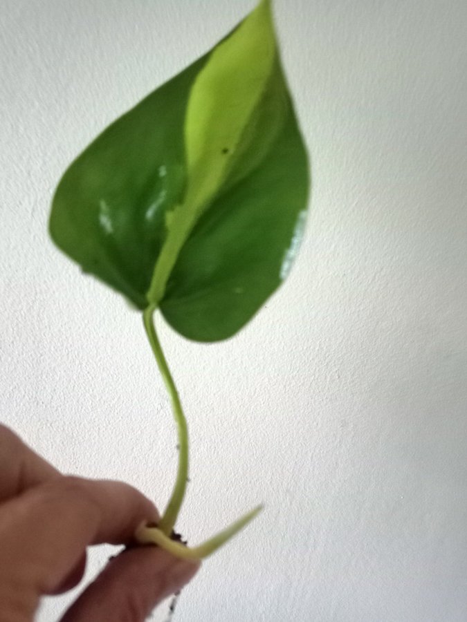 PHILODENDRON BRASIL - planta