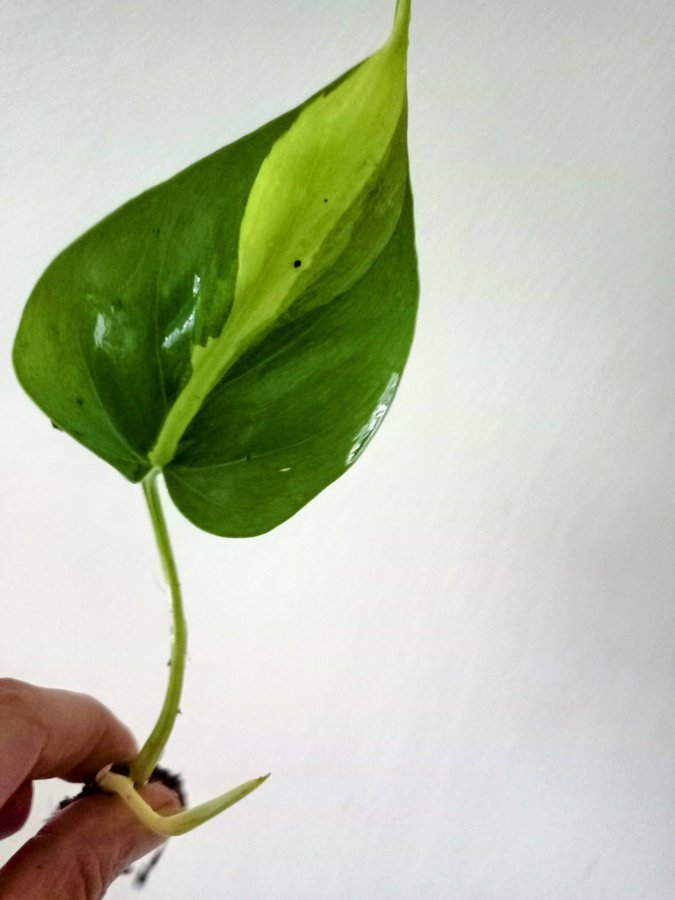 PHILODENDRON BRASIL - planta