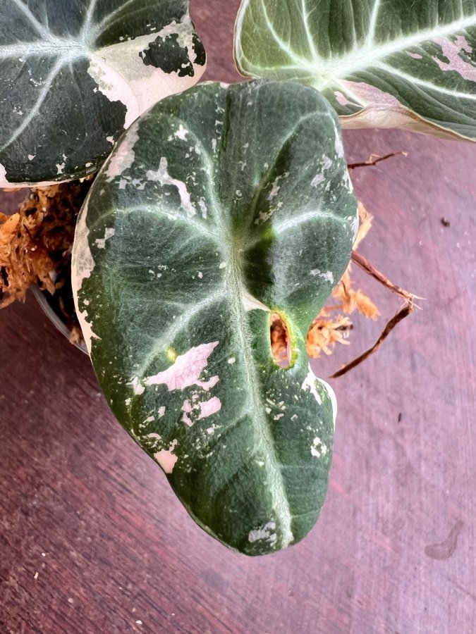 Alocasia Black Velvet Pink Variegata