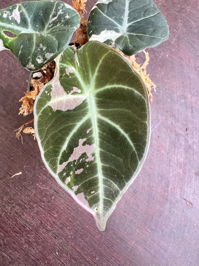 Alocasia Black Velvet Pink Variegata