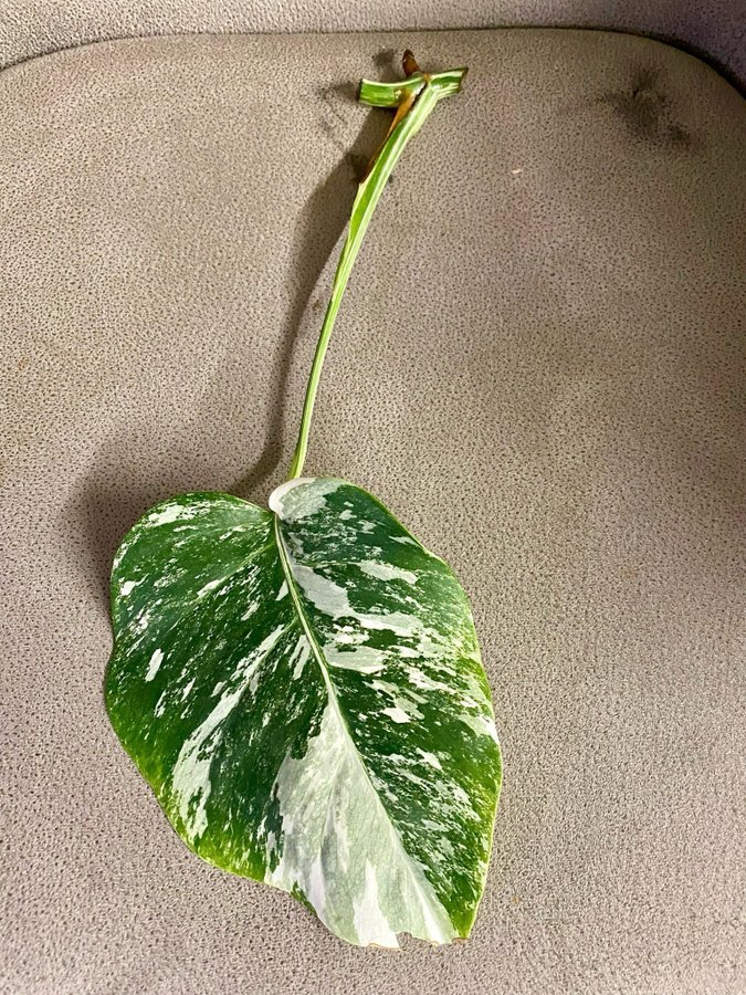 Monstera Variegata small form