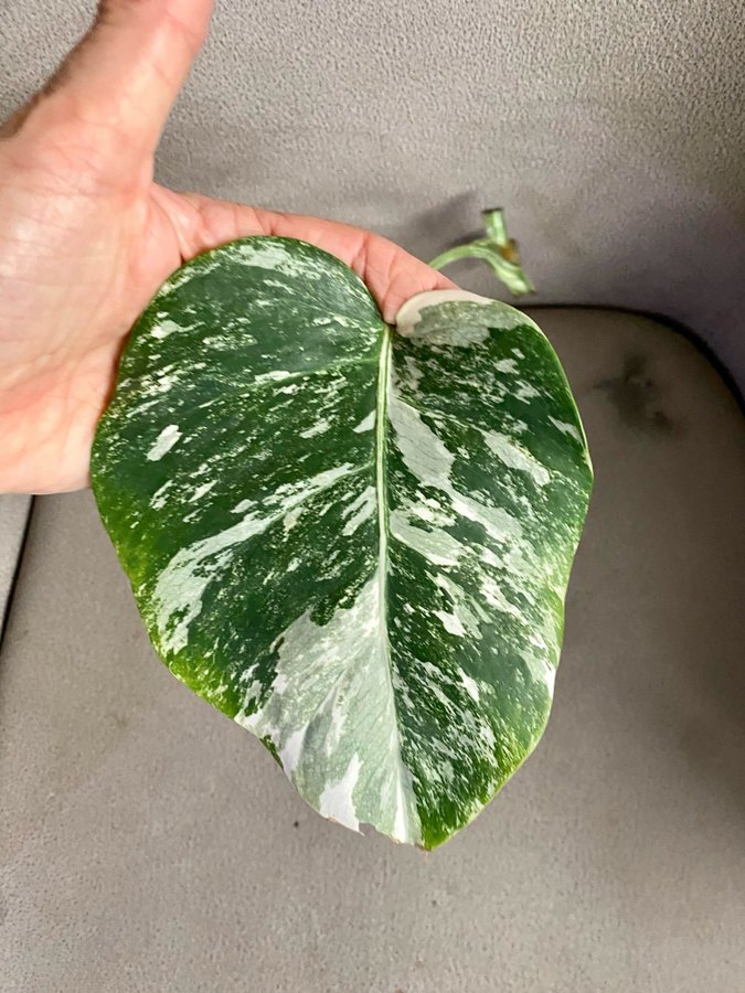 Monstera Variegata small form