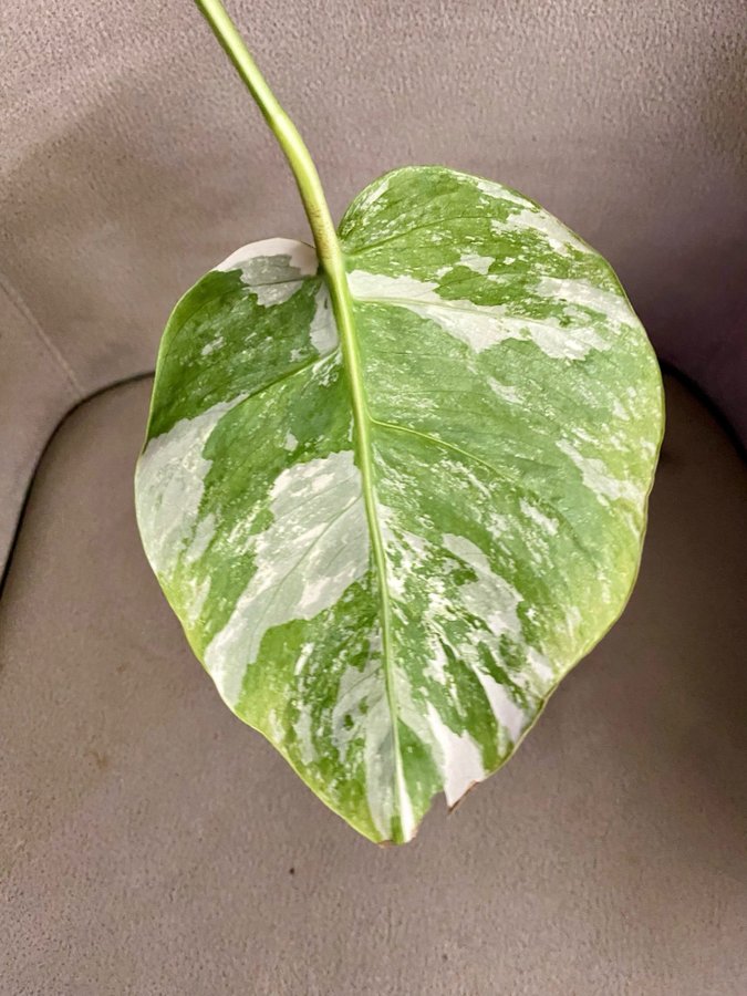 Monstera Variegata small form