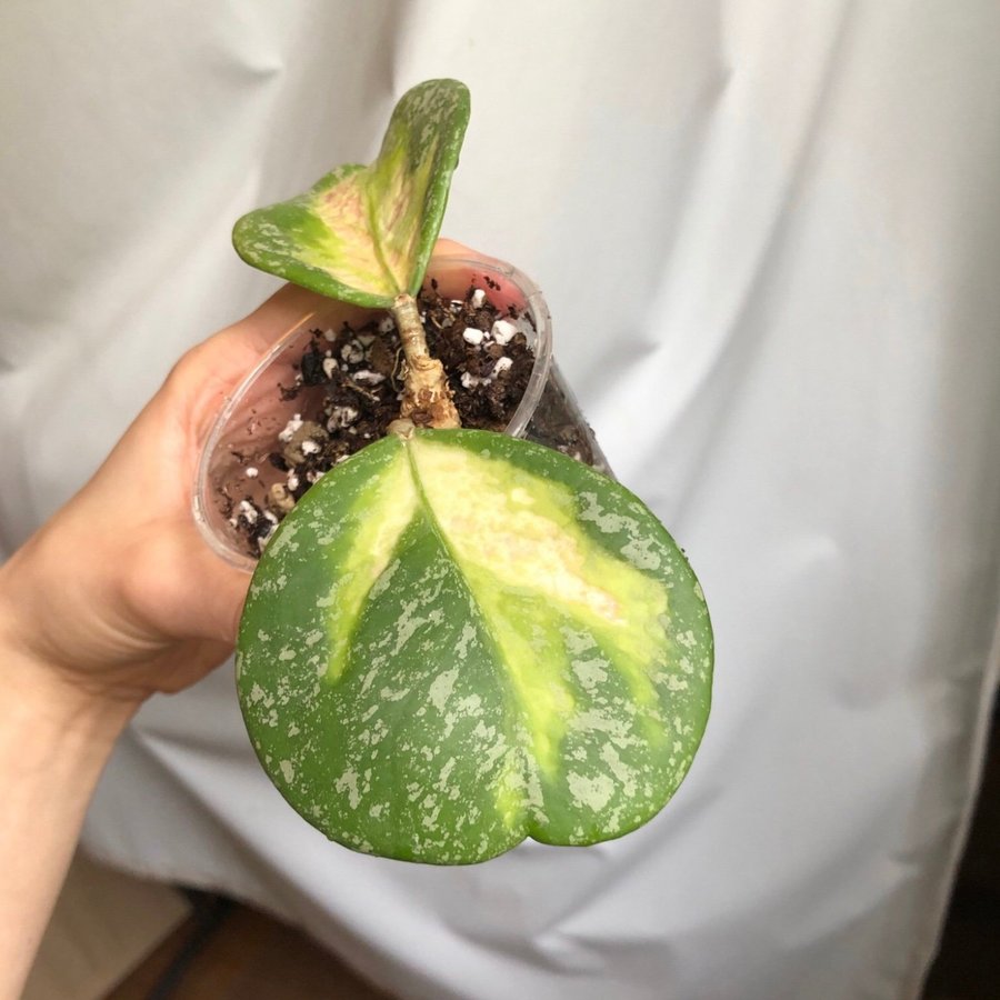 Hoya Obovata Variegata Splash