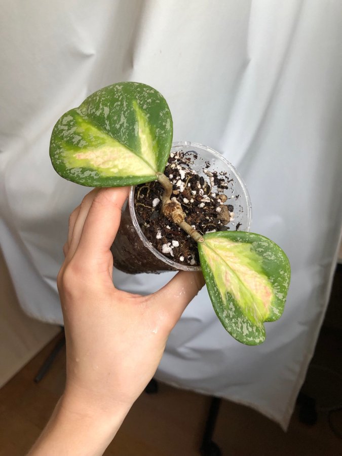 Hoya Obovata Variegata Splash