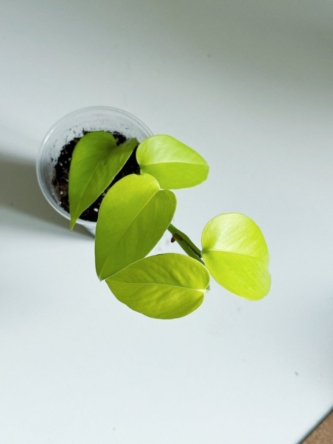 Epipremnum Aureum " NEON " Liten planta (Gullranka Pothos)