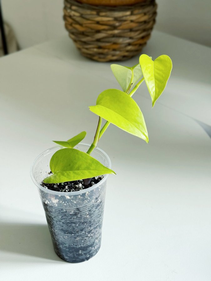 Epipremnum Aureum " NEON " Liten planta (Gullranka Pothos)