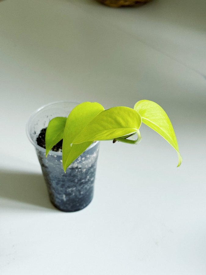 Epipremnum Aureum " NEON " Liten planta (Gullranka Pothos)