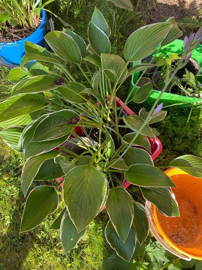 Funkia med gröna blad och vit kant. Blommar i lila.