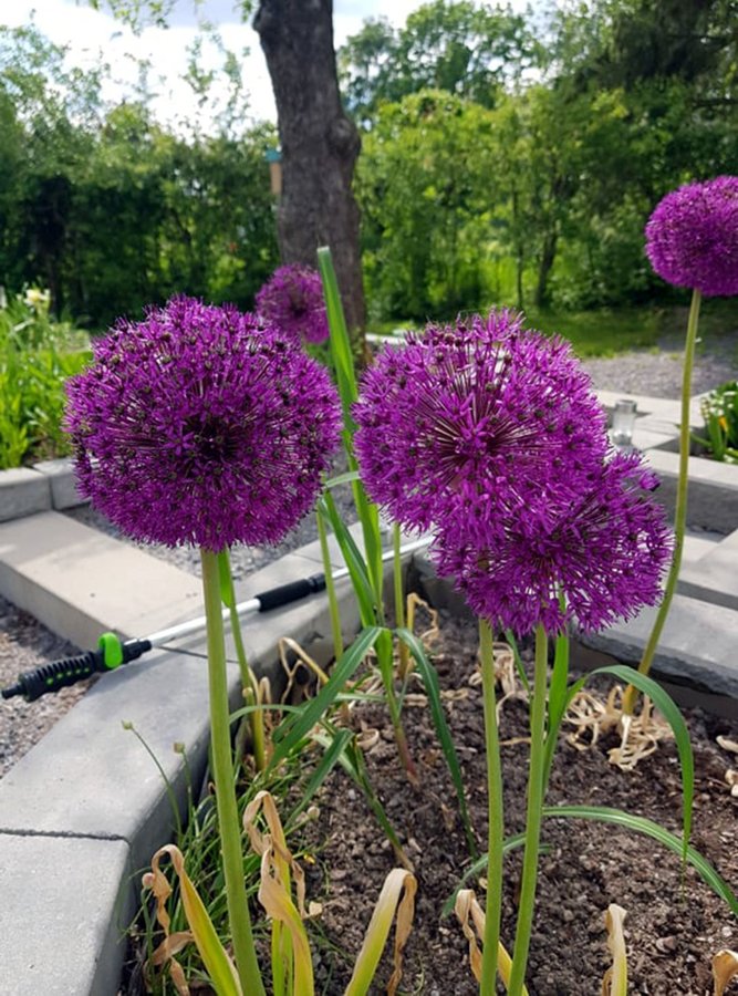 Fröer Allium Purple Sensation UTFÖRSÄLJNING AV 2023 ÅRS FRÖER