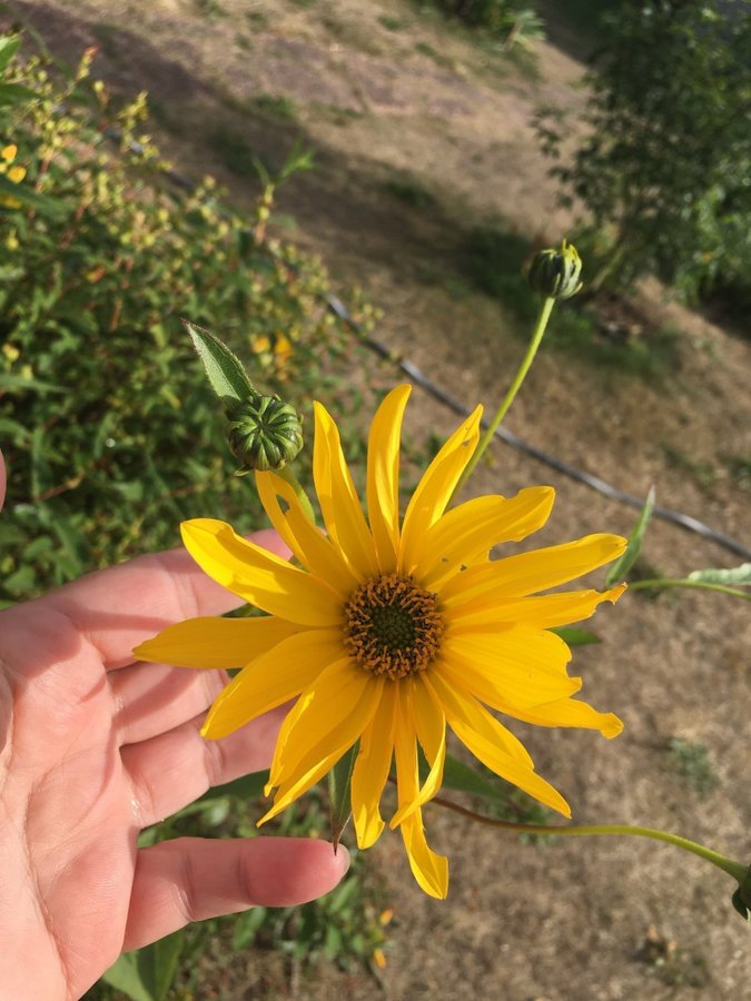 Rudbeckia 8 - plantor - rot perenn