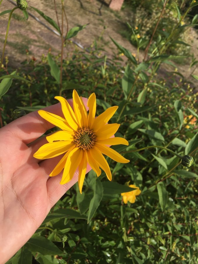 Rudbeckia 8 - plantor - rot perenn