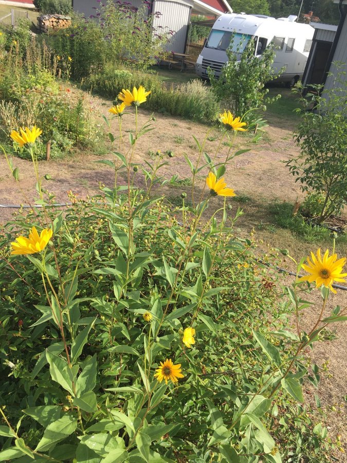 Rudbeckia 8 - plantor - rot perenn